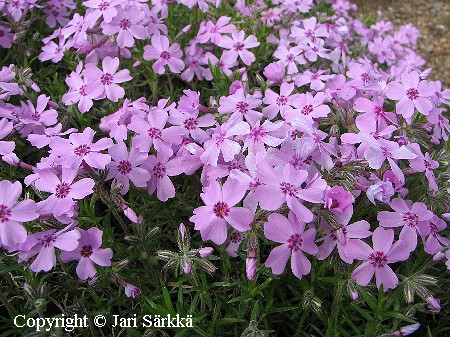  Phlox subulata Johanna